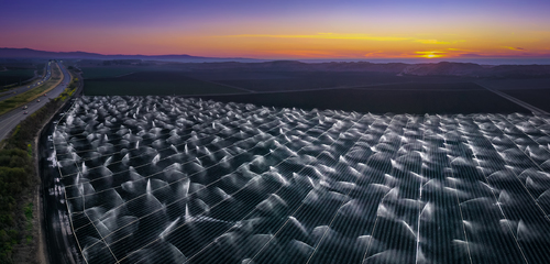 Artichoke Sprouts at Sunset
