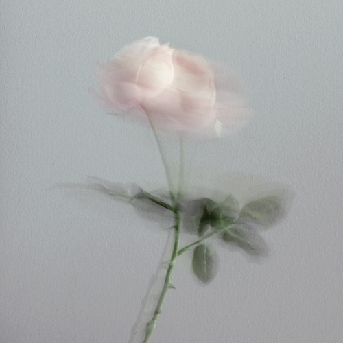 Shadow Rose Collection 3