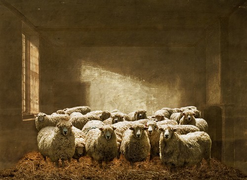 Hey Ewes