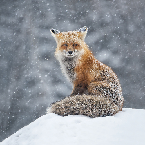Katz Annie Usa Honorable Mention Wildlife Professional 1 Red Fox The 9th Color Awards International Award Honoring Color Photography