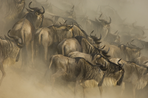 Wildebeest Crossing