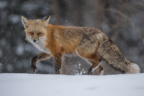 Icy Stare