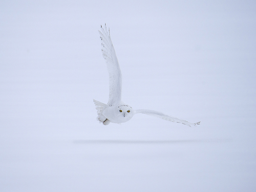 Male Snowy Owl