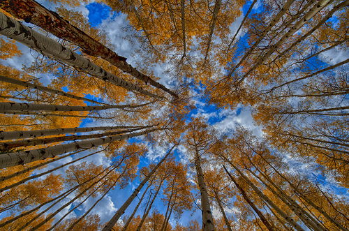 Aspen Trees