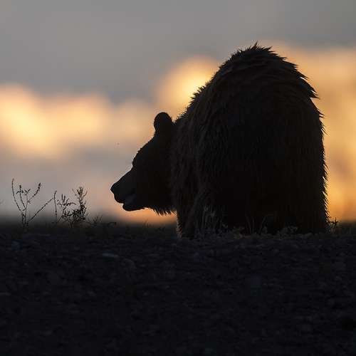 Black Bear