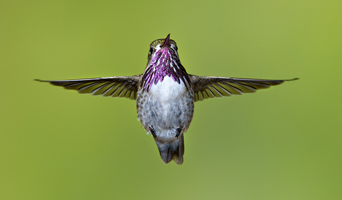 Hummingbird