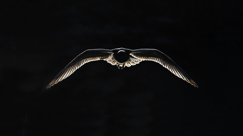 Norway Gull