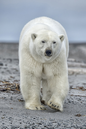 Polar Bear