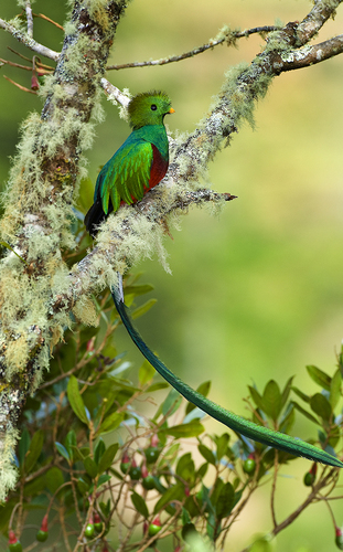 Resplendent Quetzal