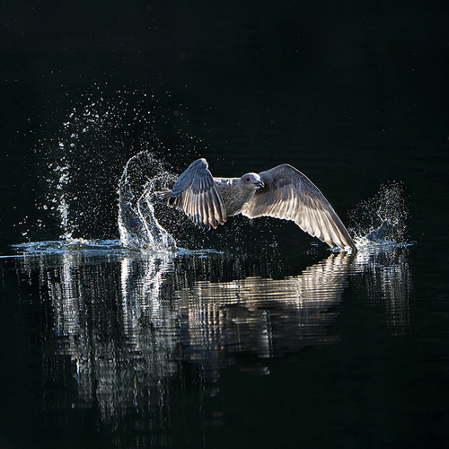 Water Rings