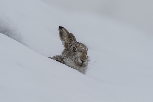Wild Hare Curiosity