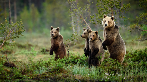 Bear family
