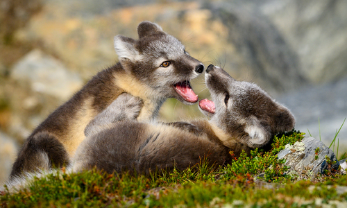 Fox play