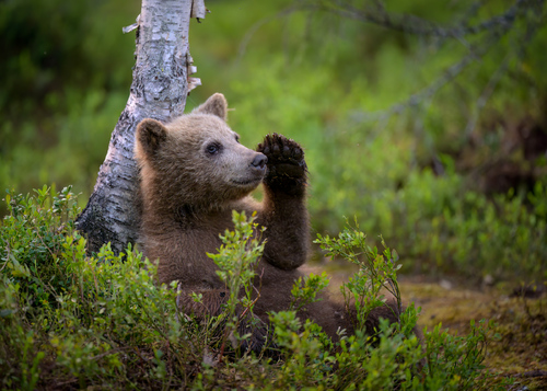 Bear cub
