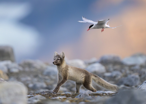 Chasing The Egg Thief