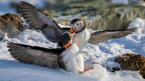 Fighting puffins