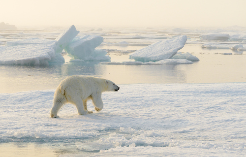Polar bear