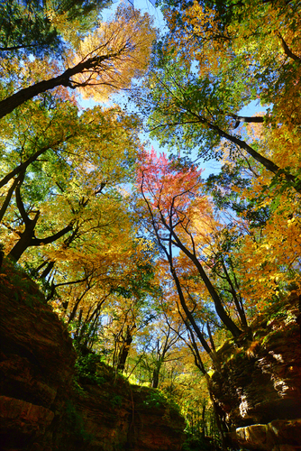 Cathedral of Trees