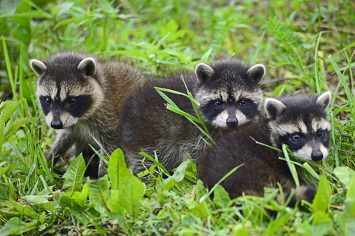 Baby Raccoons