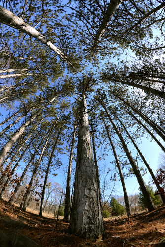 Fisheye Trees