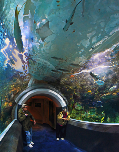 A Day At The Aquarium