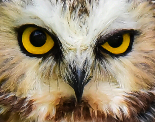 Attitude