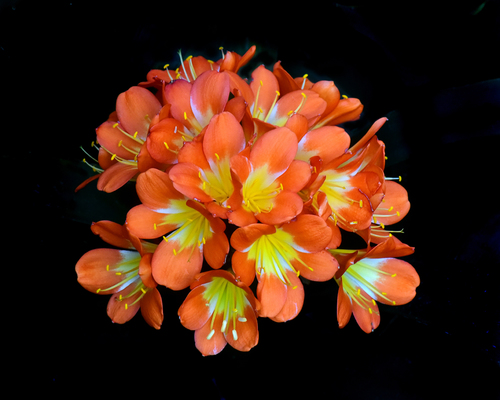 Color Burst