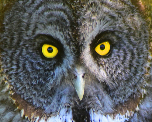Intensity