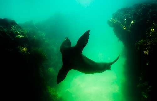 Dancing sea lion