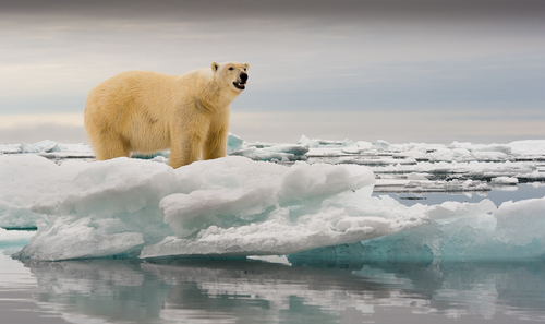 King of the Arctic