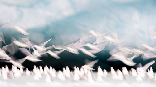 Kittiwakes