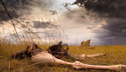 The Lioness and the Ostrich Kill