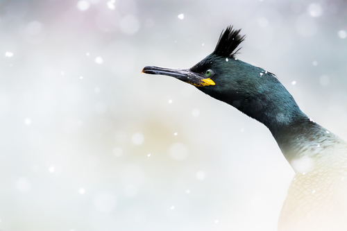 European Shag in Snow