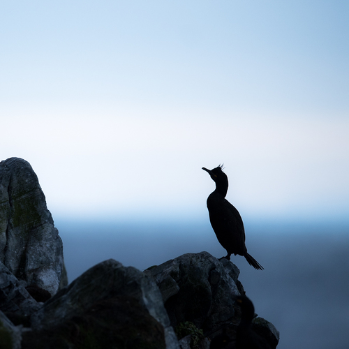 European shag in silhouette
