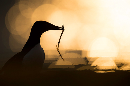 Common Guillemot bringing materials to the nest
