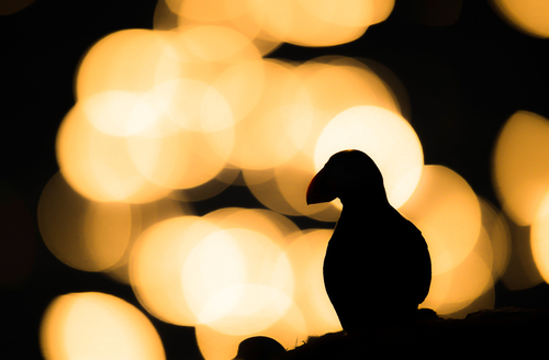 Puffin in backlight
