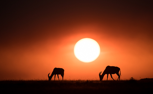 Topis in the sunset