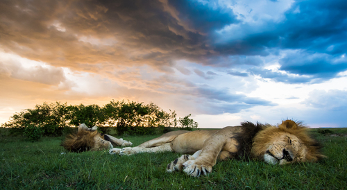 Sleeping kings