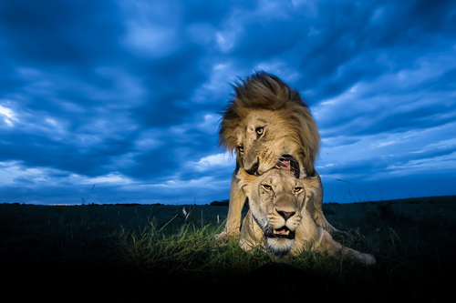 Mating lions