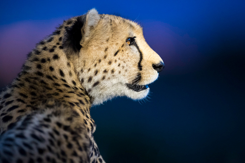 Cheetah in the night