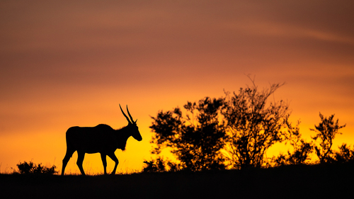 Eland