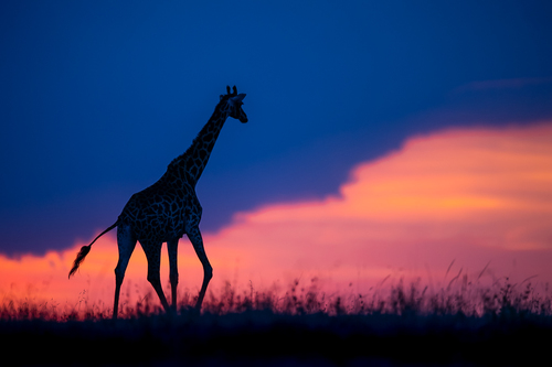 Giraffe II
