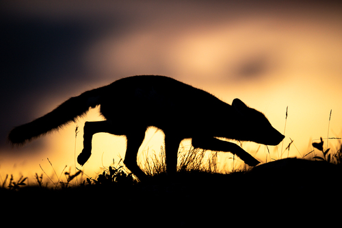 Arctic Fox (I)
