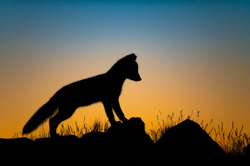 Arctic Fox