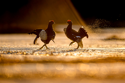 Black Grouse