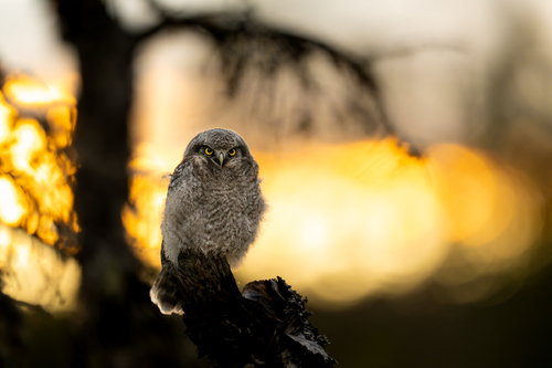 Northern hawk-owl
