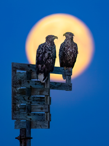 Honeymoon