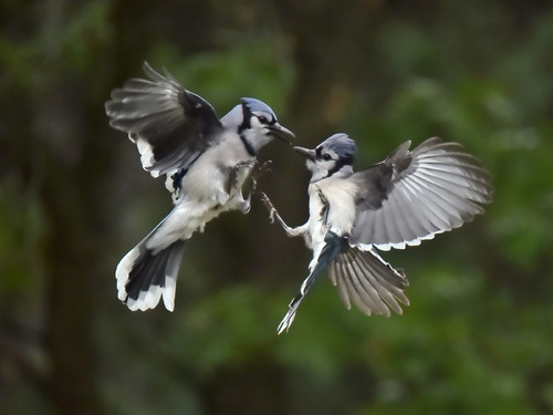 Bluejay Chatter