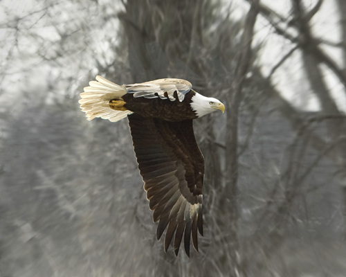 Eagle Swoop