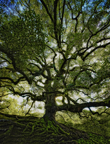 Ancient tree 